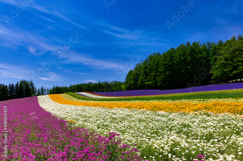 lavenders in Furano, Hokkaido