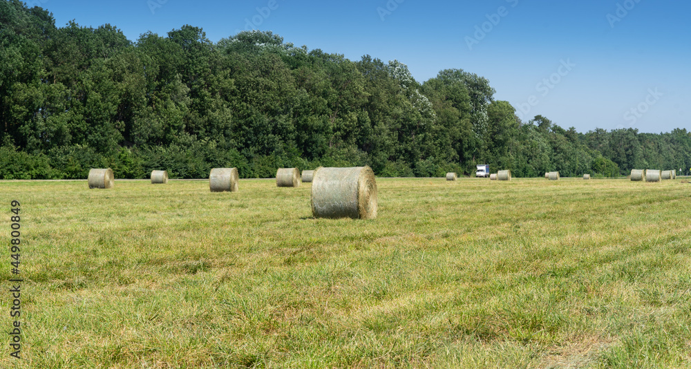 preparation of dry hay grass in rolls for animals