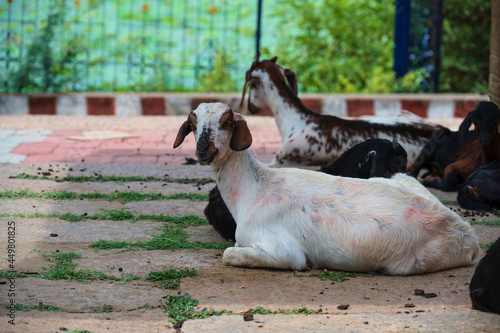 Relaxing group of indian goat under the shades with the goat wastes surrounded © ManojKumar