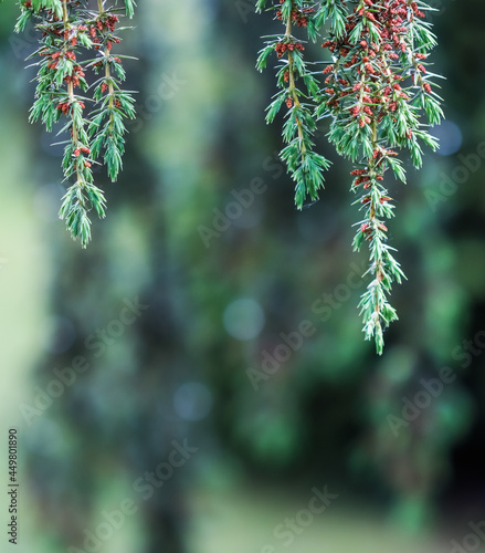 Closeup Blue leaves of evergreen coniferous tree Juniperus communis Horstmann. Extreme bokeh with light reflection. Macro photography, selective focus, blurred nature background photo