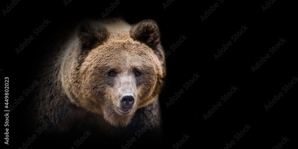 Close bear portrait on black background