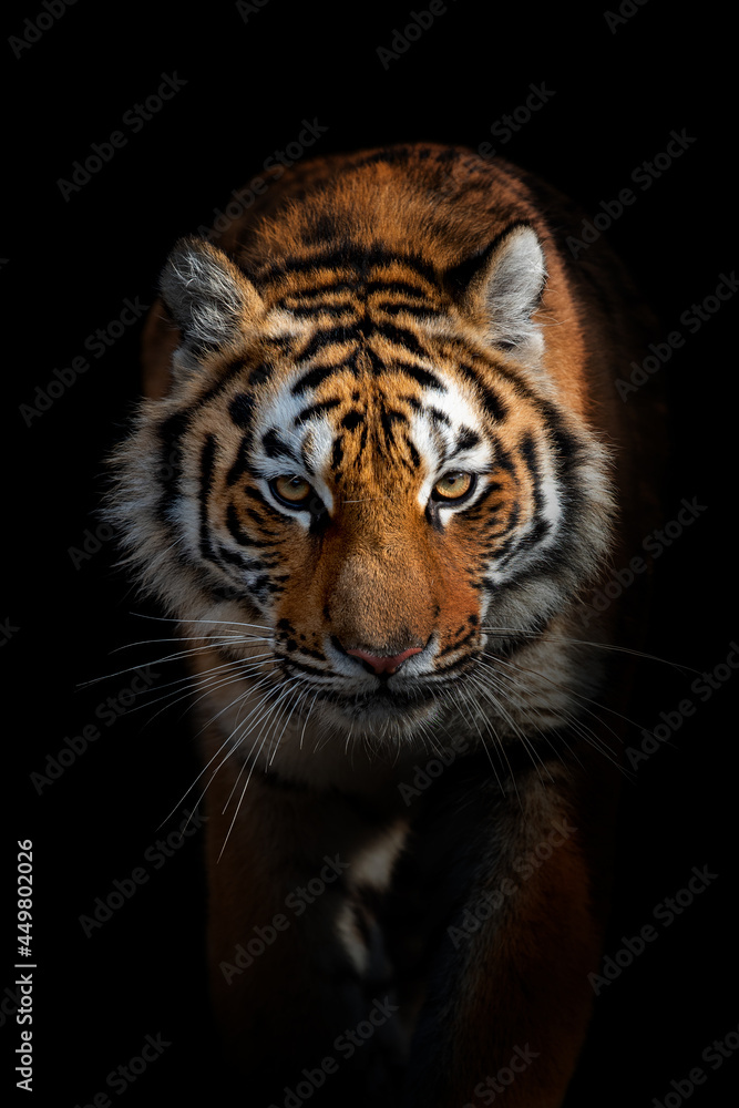 Close Tiger portrait on black background