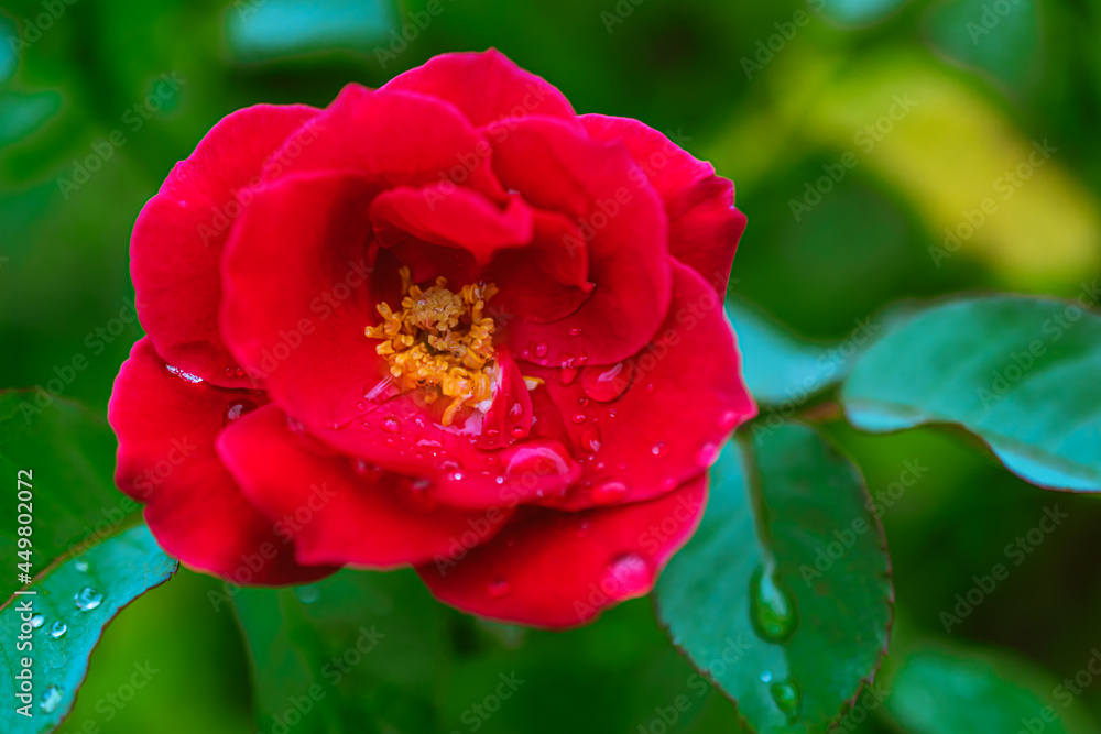 マクロ撮影した雨に濡れた薔薇