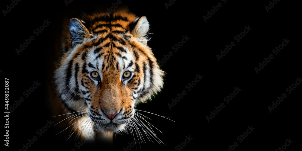 Fototapeta premium Close Tiger portrait on black background