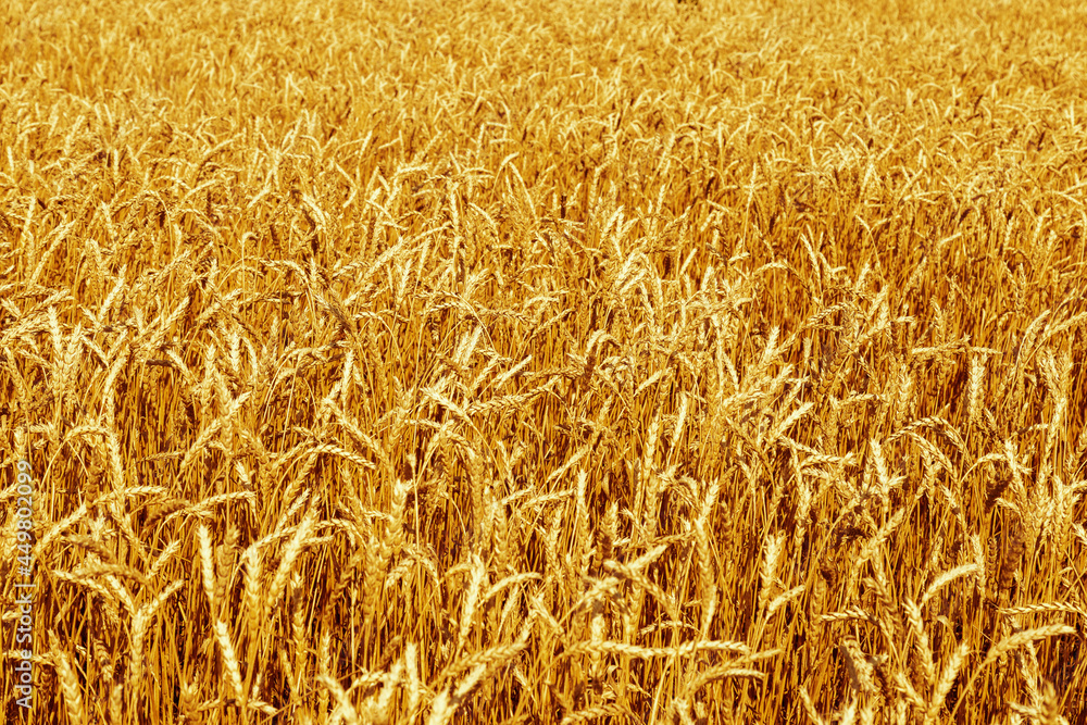 Rural scenery. Background of ripening ears of wheat field. Crops field. Rural scenery. Background of ripening ears of wheat field. Crops field.
