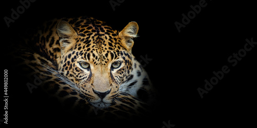 Close Leopard portrait on black background © byrdyak