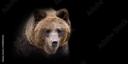 Close bear portrait on black background