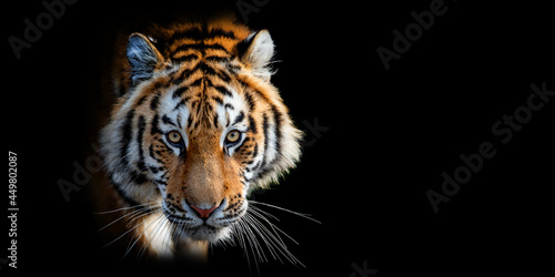 Close Tiger portrait on black background © byrdyak