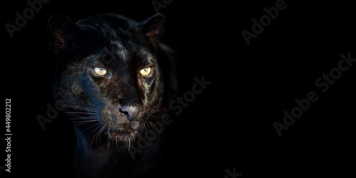 Close Leopard portrait on black background