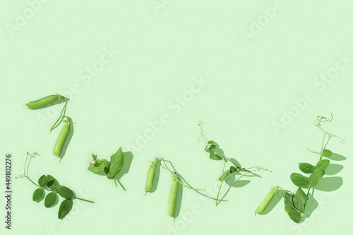 Fresh sweet green pea pods with leaves, pea sprouts, healthy vegetable food. Monochrome image