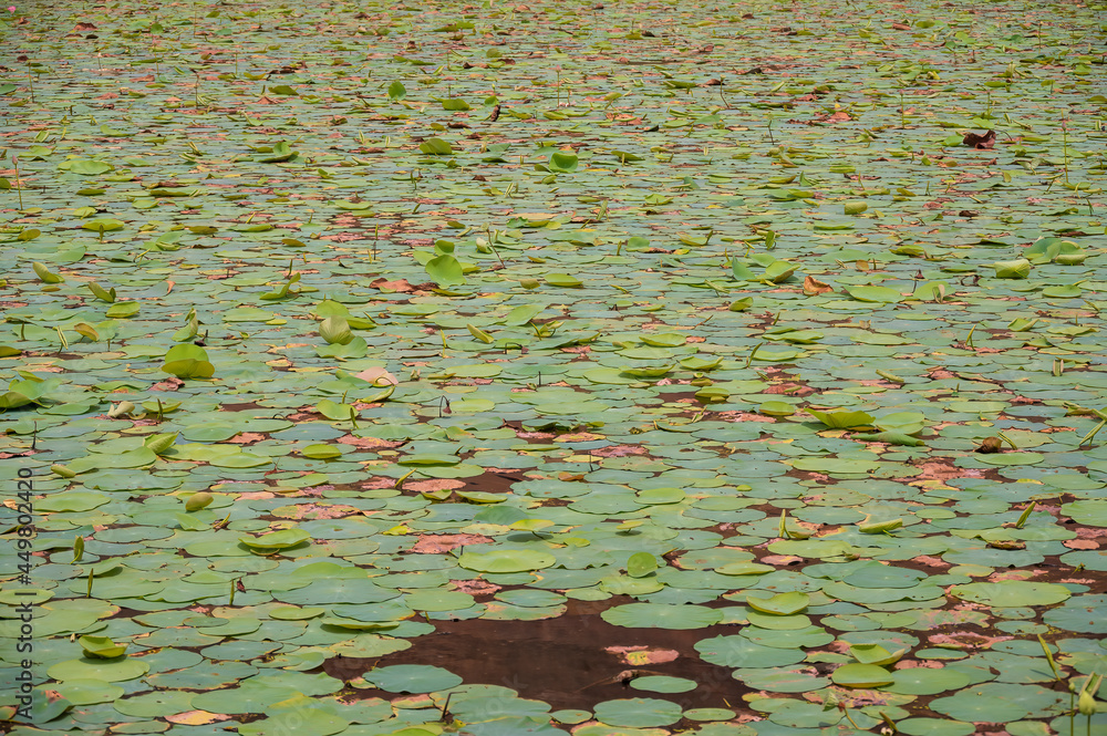 Lotus pond with lotus leaf and lotus buds surrounded by trees and plants near south indian temple. Famous temple pond in south india. Lotus pond with lotus leaf and lotus buds surrounded by trees and plants near south indian temple. Famous temple pond in south india.