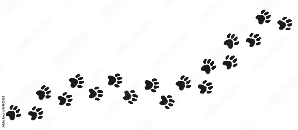 Fototapeta Wektor pieszy ślad z odciskami łap zwierząt. Pies lub kot ręcznie rysowane tła wydruku łapa. Ilustracja wektorowa na białym tle.