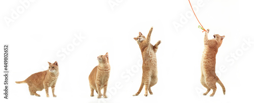 gato saltando secuencia fondo blanco jugueton divertido ágil movimiento photo