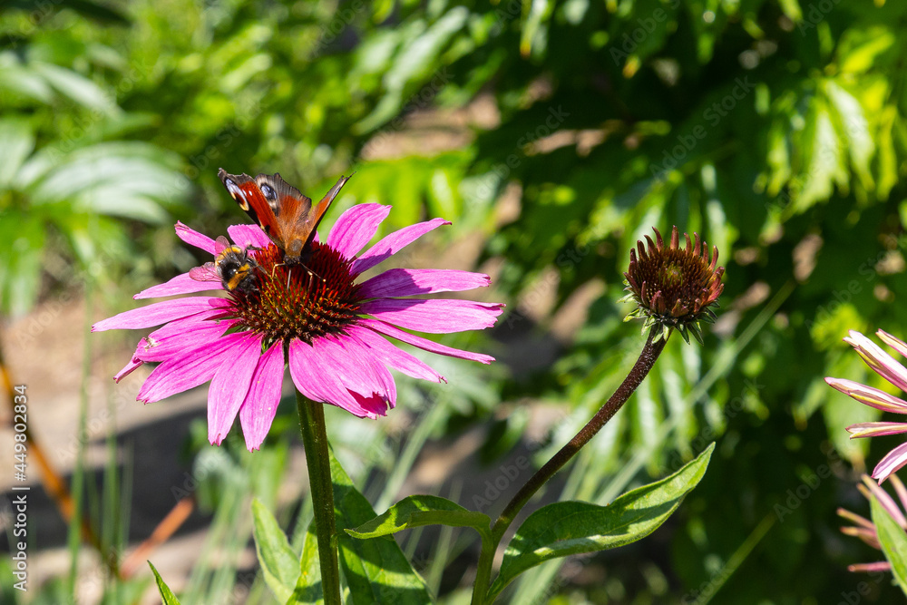 A bumblebee and a peacock butterfly (aglais io) sitting side by side and harvesting on a purple echinacea in full bloom A bumblebee and a peacock butterfly (aglais io) sitting side by side and harvesting on a purple echinacea in full bloom