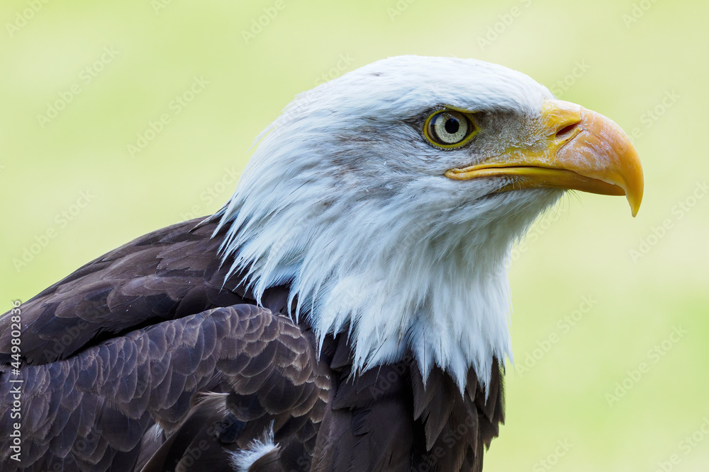 Obraz premium The bald eagle portrait outside.