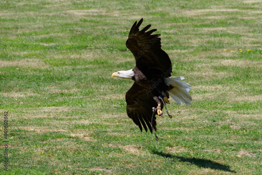 A bald eagle flying low over the lawn. A bald eagle flying low over the lawn.