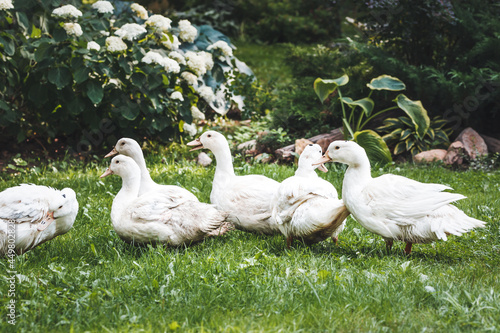 A flock of mulard ducks walk on the lawn at a home farm. photo