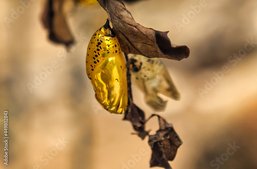Foto Okinawa,Japan - July 13, 2021: Closeup of chrysalis of Tree Nymph Butterfly or R