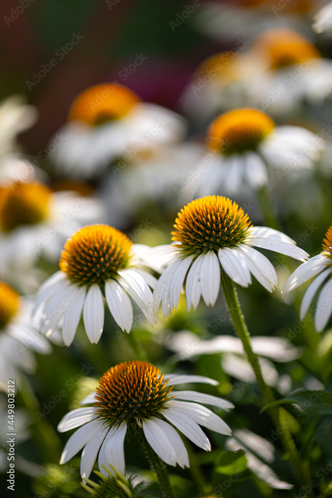 White coneflowers (echinacea) in full bloom with blurry background White coneflowers (echinacea) in full bloom with blurry background