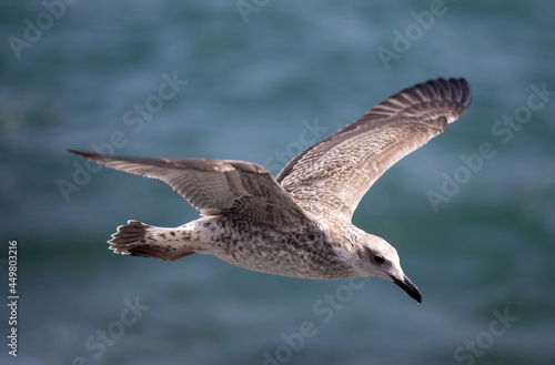 a close-up with a seagull flying over the sea