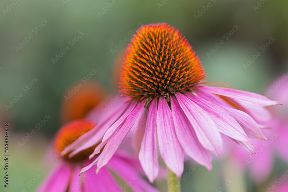 Close-up of a purple coneflower blossom (echinacea) in full bloom with blurry background Close-up of a purple coneflower blossom (echinacea) in full bloom with blurry background