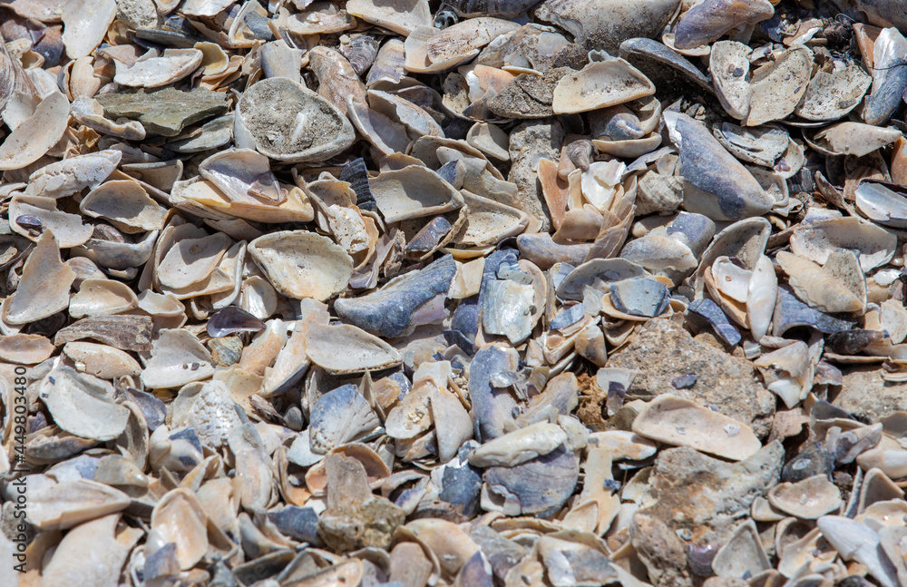 A close-up with broken shells on the beach with selective focus A close-up with broken shells on the beach with selective focus