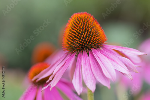Close-up of a purple coneflower blossom (echinacea) in full bloom with blurry background