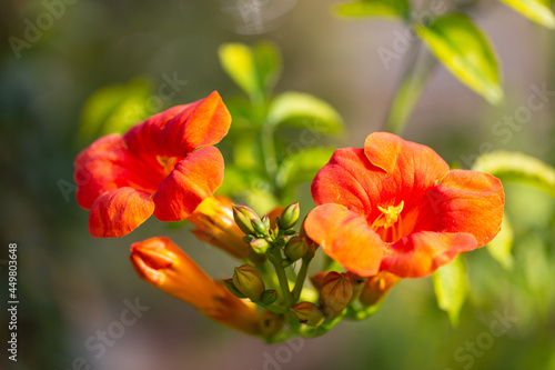 Close-up of orange and red blossoms and buds of hummingbird vine  also known as trumpet creeper or trumpet vine  campsis radicans 
