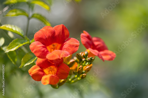 Close-up of orange and red blossoms and buds of hummingbird vine, also known as trumpet creeper or trumpet vine (campsis radicans)
