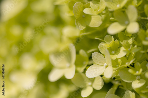Details of green and white hydrangea blossoms