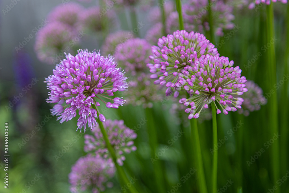 Bunch of velvet allium lusitanicum with buds and blossoms Bunch of velvet allium lusitanicum with buds and blossoms