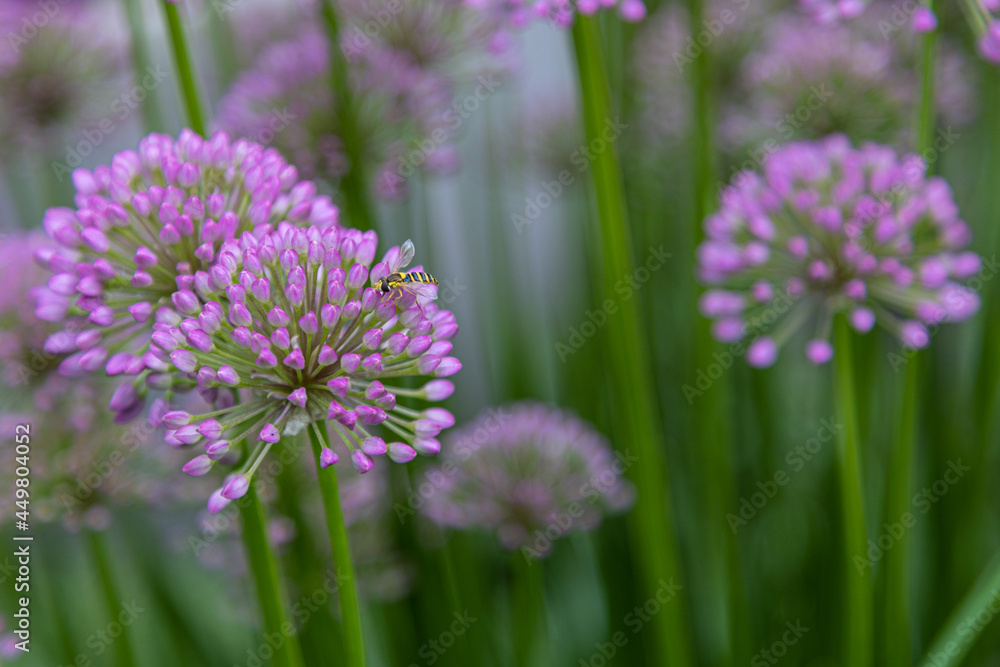 A bee on velvet allium lusitanicum with buds short before blooming A bee on velvet allium lusitanicum with buds short before blooming