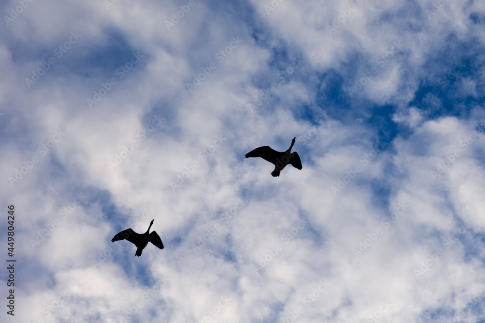 Silhouettes of two geese flying in the sky - blue sky with white clouds Silhouettes of two geese flying in the sky - blue sky with white clouds