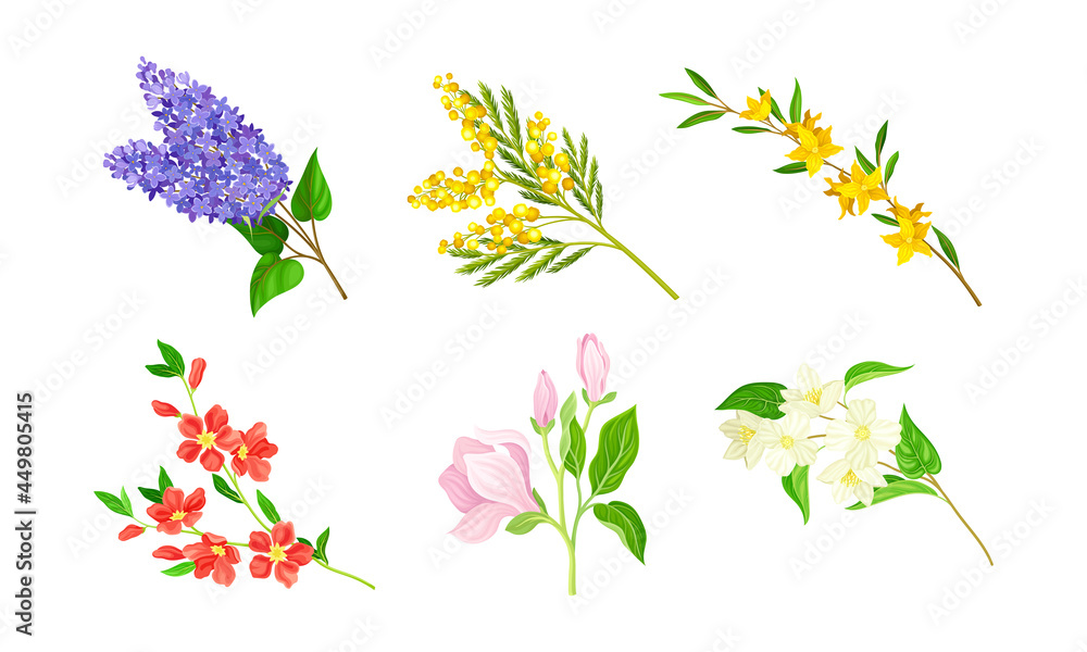Bloomy Flower Branches with Tender Florets Vector Set