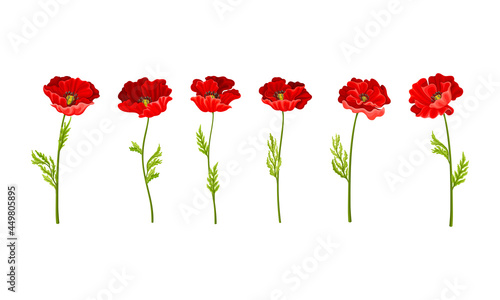 Red Poppy as Herbaceous Flowering Plant on Stem Vector Set