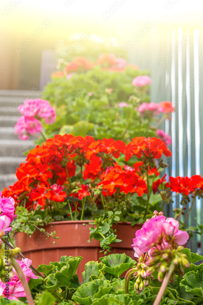 Close up of pots with geranium on stones steps. Atmospheric vintage garden and ancient street. Pot with beautiful red and pink flowers on stairs. Upward perspective. Close up of pots with geranium on stones steps. Atmospheric vintage garden and ancient street. Pot with beautiful red and pink flowers on stairs. Upward perspective.