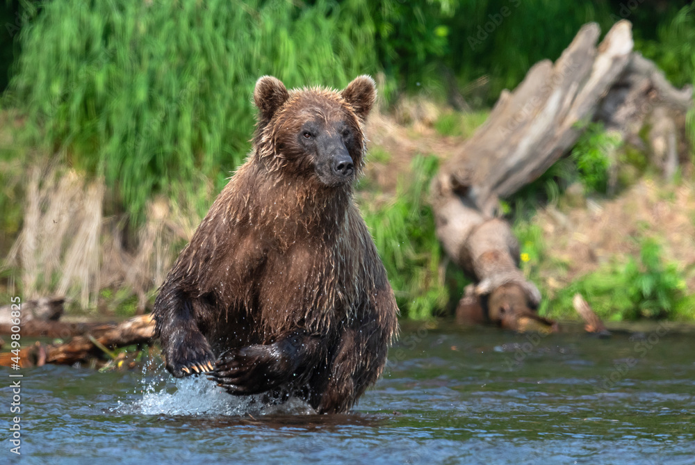 Obraz premium Brown bear running on the river and fishing for salmon. Brown bear chasing sockeye salmon at a river. Front view. Kamchatka brown bear, Ursus Arctos Piscator. Natural habitat. Kamchatka, Russia