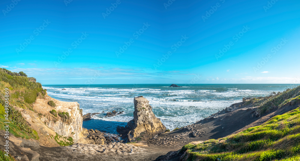 Muriwai Gannet Colony, on the west coast of the Auckland, New Zealand. black sand surf beach and surrounding area is popular for locals and tourists. Gannets nest there in a large colony on the rocks