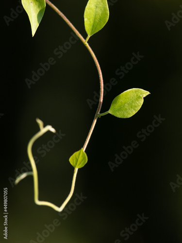 leaf on black background
