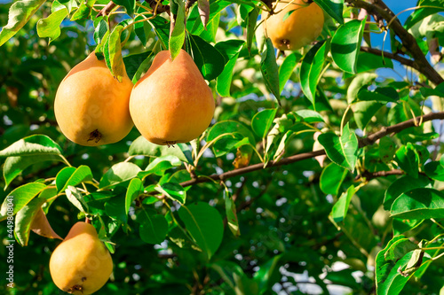 Ripe yellow pears on a branch. Pears on the background of green leaves.