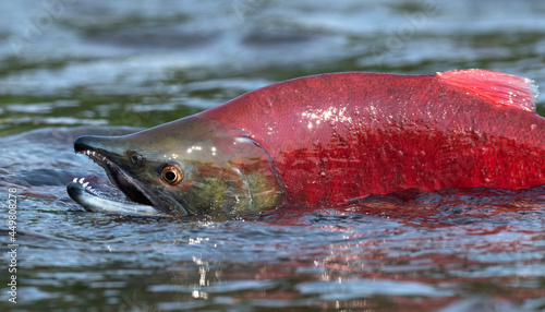 Sockeye Salmon in the river. Red spawning sockeye salmon in a river. Sockeye Salmon swimming and spawning. Scientific name: Oncorhynchus nerka. Natural habitat. Kamchatka, Russia.