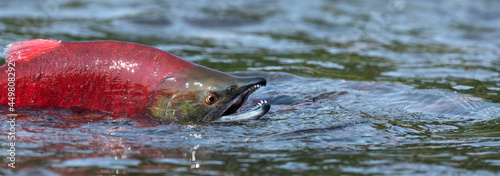 Sockeye Salmon in the river. Red spawning sockeye salmon in a river. Sockeye Salmon swimming and spawning. Scientific name: Oncorhynchus nerka. Natural habitat. Kamchatka, Russia. photo
