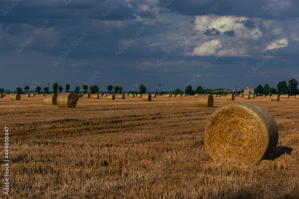 Harvest. The pressed straw lies in the field in the rays of the setting sun. Poland.
