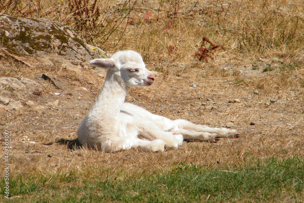 One day old white alpaca cria baby resting in the sun One day old white alpaca cria baby resting in the sun