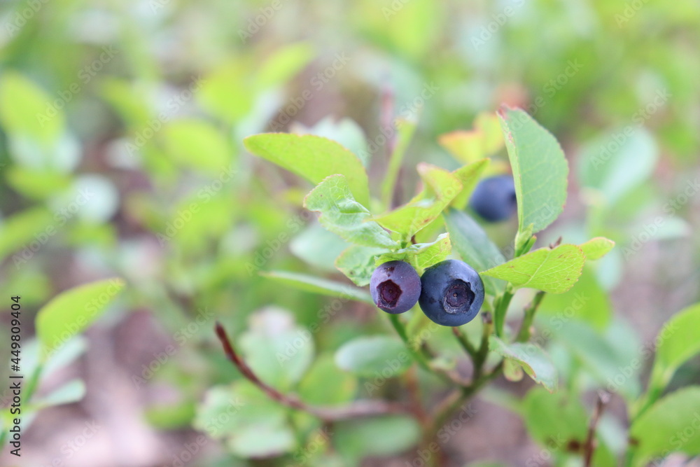 closeup of blueberries on a bush closeup of blueberries on a bush