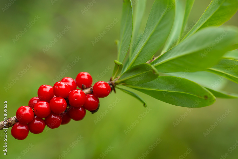 Red poisonous berries and green leaves of the mezereum (Daphne mezereum) growing in Finnish nature Red poisonous berries and green leaves of the mezereum (Daphne mezereum) growing in Finnish nature
