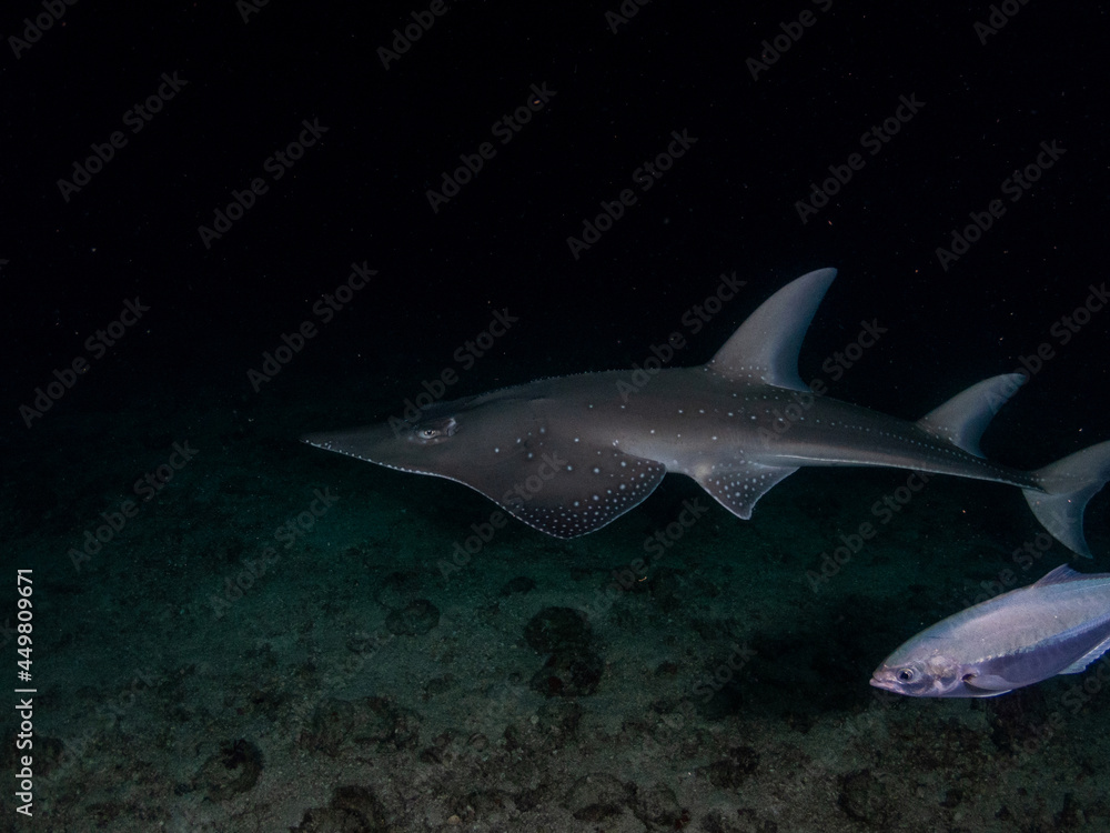 Naklejka premium White-spotted Guitarfish (Shaek ray) at Richelieu rock, Thailand.