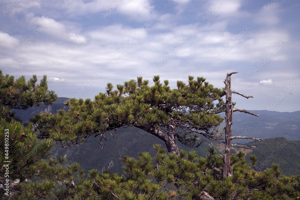 Obraz premium Pine tree growing on the mountain peak