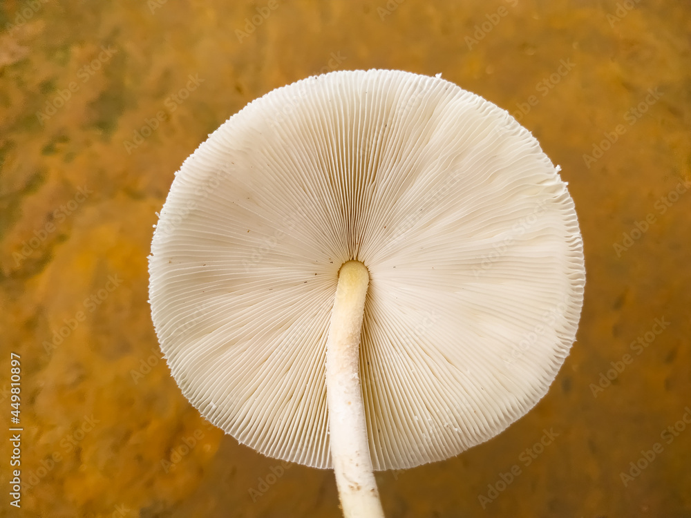 Psilocybe cubensis mushroom on gray background Psilocybe cubensis mushroom on gray background