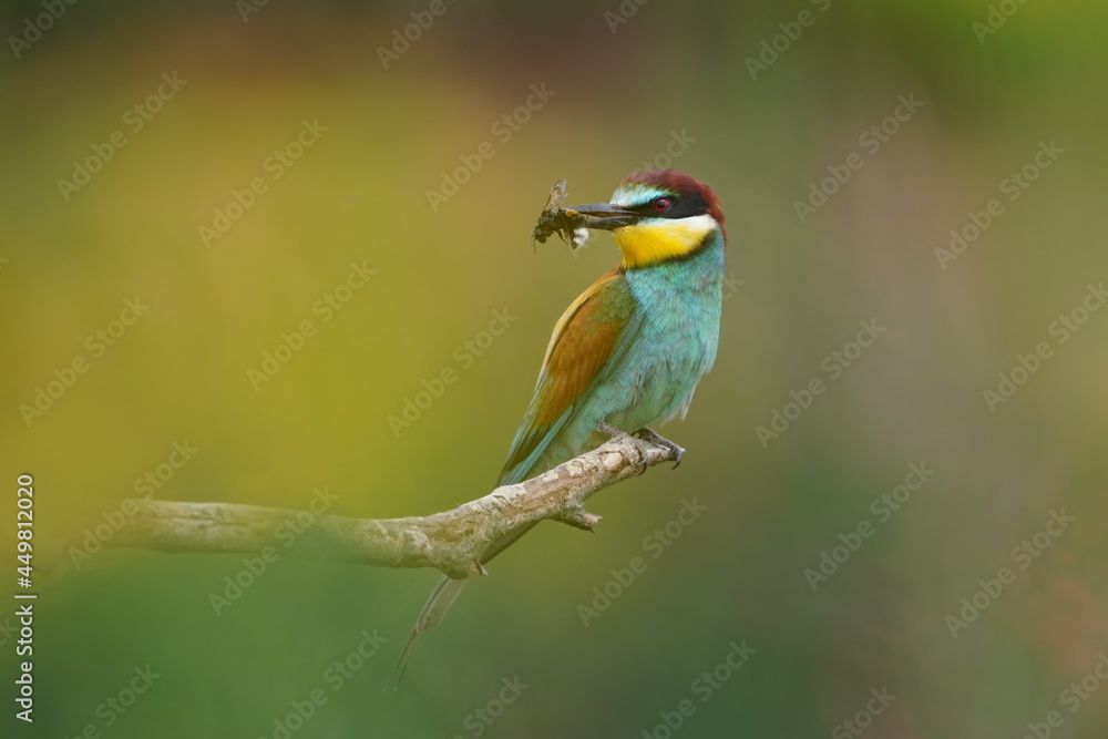 European bee-eaters (Merops apiaster) sitting on a tree twig. Wildlife scene from spring nature. European bee-eaters (Merops apiaster) sitting on a tree twig. Wildlife scene from spring nature.